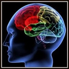 Blog photo - prefrontal cortex in red