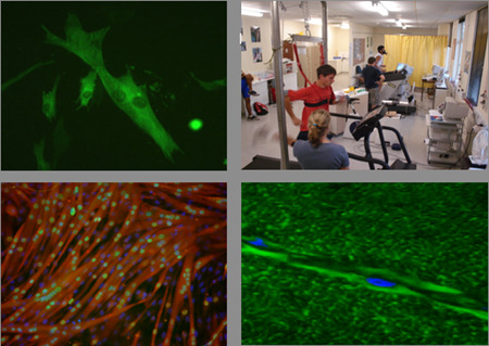stem cell collage